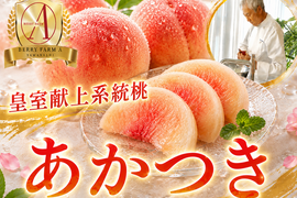 【皇室献上銘柄桃】全桃の中で不動の糖度と人気を誇る桃の王者『あかつき』🍑品種指定キャンペーン🍑お試し約1.5kg【朝どれ】高級もも☆家庭用・贈り物にも贅沢お中元ギフト【7月中旬予約】