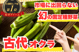 🥬健康ヘルシー食材の代表格古代オクラ🥬子供や女性には特に嬉しい効果目白押し☆古代種ブランド野菜【8月下旬発送】【農薬不使用】【化学肥料不使用】【品種改良なしの固定種野菜】