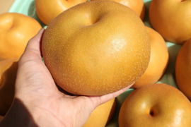 【農薬節減】もぎたて!! 梨「幸水」5kg(10〜16玉) 秀品 ギフトにも!!【8月下旬〜】