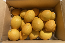 『広島県産レモン 3kg（21個前後）』栽培期間中農薬不使用