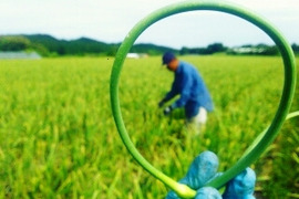 【今が旬】一度食べてほしい綾町産有機ニンニクの芽(500g)