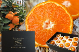 【夏ギフト】【お中元】とろける甘さのハウスみかん!薄皮で果汁たっぷり!冷やしてやみつき!ネットで話題のブランドみかん「蜜ツ星(みつぼし)」 黒化粧箱(大) Sサイズ 秀品 25玉入 【商品番号07】