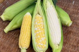 【訳あり・数量限定】朝どれ3種とうもろこし｜ご家庭用3.5kg
