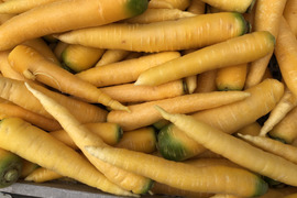 黄色人参　Lサイズ4キロ