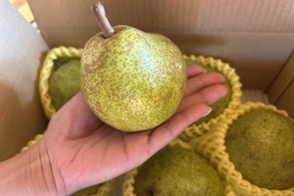 【限定30箱】山形特選ラフランス【お試し小玉1.5キロ】