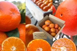 【３箱まとめ買い】めちゃ甘っ！でも見た目かなり難あり！味はピカイチ！ご家庭用！品種ミックス！生産者と消費者をマッチング！ダブル応援みかん　訳あり　サイズ混合　約2kg3箱セット【商品番号3001-3】