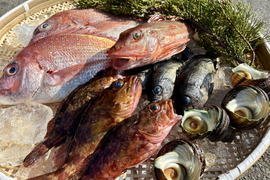 漁師直送！！鮮魚BOX　5種以上