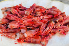 出汁専用！深海シマエビのえび頭だけ500g