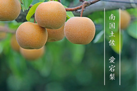 【ご家庭用】南国土佐 愛宕梨２ｋｇ（３～５玉）農薬不使用 自然栽培 四万十産