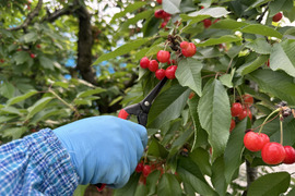 【 早期予約特価•佐藤錦 】さくらんぼ 山形県産 500g 🍒 【 果肉がジューシー 】【 お試し商品 】母の日 父の日ギフト M〜LL混合　朝どれ