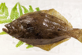 注文後活け締め！長崎県産【森育ちの高級ヒラメ】１枚 約800g (安心・安全養殖平目)