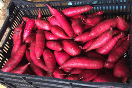 【新潟しただ産のさつまいも　紅はるか】パクパクおやつサイズ5kg#紅はるか#３ヵ月熟成保管#早く焼ける