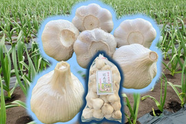 旨味と甘み凝縮！熊本県産『生にんにく』【訳あり】ご家庭用１ｋｇ/袋