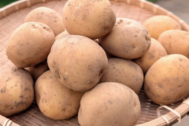 発送中🥔夏の新じゃが！小玉サイズ普賢丸（ふげんまる）５KG 長崎県五島列島産 栽培期間中農薬・化学肥料不使用 じゃがいも ジャガイモ フゲンマル