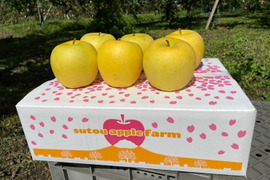 太陽の光を浴びた、黄金色のりんご「きおう」5キロ