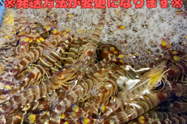 活き車海老【500g/15-25尾】※注意！今年より発送方法が変更※
沖縄久米島からピチピチ活きたままお届け！沖縄久米島ブランド車海老/