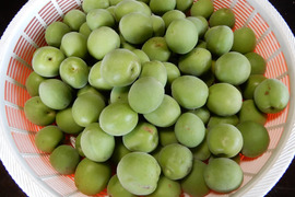 梅酒 梅干し用 青梅（南高梅）２ｋｇ