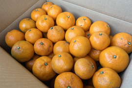 訳あり家庭用　小箱みかん2.7㎏×2箱（25個〜30個）