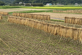 自然栽培 湧水で育てた手植え はせがけ天日干し　明治時代のお米　玄米　9kg R8玄米・天日干し・自然栽培 ひとめぼれ8kg：千葉県産のお米｜食べ