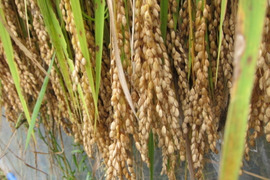 【令和７年産新米】ササニシキ玄米5kg★天日干し・自然栽培