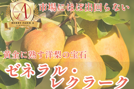 【市場に滅多に出回らない】銀座千疋屋元チーフパティシエ監修【果匠ブランド洋ナシ】黄金に熟す洋梨の宝石🍐ゼネラル・レクラーク🍐約1.5kg【冬ギフト】【2026年10月下旬予約】
