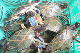 冷凍ガザミ オス特大サイズ ３ｋｇ（約７杯）ガザミ 渡り蟹 ワタリガニ 日本三景松島産 がざみ わたりがに わたりがに 冷凍カニ 冷凍蟹 梭子蟹  ケジャン 松島牡蠣屋 雄