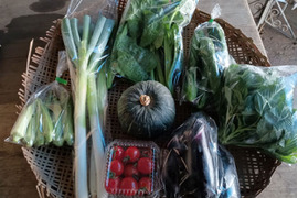【夏野菜満載】旬の野菜セット８品目