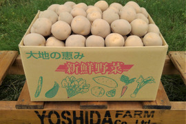 ＜うんまい！＞こじゃが【８ｋｇ】