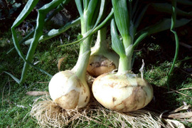 【日テレ出演で話題】黄金の甘さを継ぐ『黄金熟成オニオン』熟成が生む深い甘みのブランド玉ねぎ🧅お試しキャンペーン約1kg