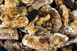 5kg 海から水揚げしたままの牡蠣【要説明確認】生食用 ムール貝 アカザラガイ 手間のかかる牡蠣です 生牡蠣 牡蛎 kaki oyster 松島牡蠣屋 かき カキ 半分程度は不要なゴミが出ます BBQ