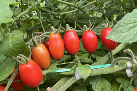 新鮮！ミニトマト『アイコ』3.2kg