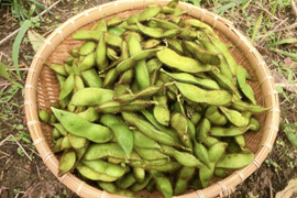 黒豆の枝豆 1kg（枝なし）【無肥料・栽培期間中農薬不使用】