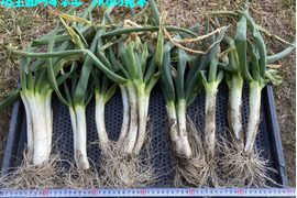 【農薬・化学肥料不使用】坊主知らずネギ　1kg　岐阜県産　甘く柔らかい・農家の台所から～希少ネギ　＼(^o^)／