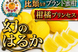 【星付きミシュラン御用達】柑橘界のプリンセス『幻のはるか』🍊傾斜35度の崖上で収穫される希少な宇和島ブランドみかん【大容量約3kg】2027年2月上旬予約