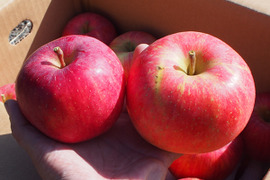 予約 もぎたて!! りんご 訳あり 早生ふじ 3kg(8〜12玉) ご自宅用 こうりん わせ ふじ【9/25頃〜】