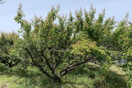 【販売中】自然栽培　青梅『白加賀』2kg　梅シロップ、梅酒を作るならこれ！
