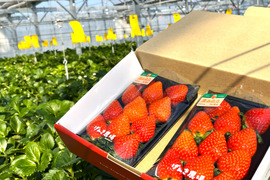 《クセになる甘さの美味しいイチゴ♪》恋みのり280g×2パック　佐賀県基山町産