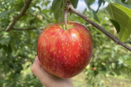 家庭用 シナノリップ ３キロ箱 ７～１2玉 長野県産
