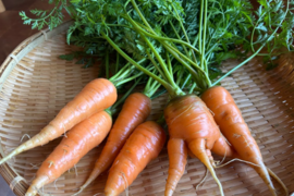 奥出雲産自然栽培葉付き人参(1kg)