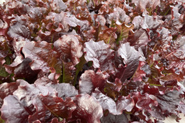 お料理映え！真紅のサニーレタス　800g