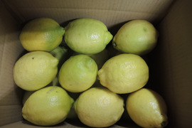 レモン格外大玉5ｋｇ200ｇ/個以上（数量は希望に応じて対応）