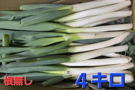 【ネギ専用箱・新鮮袋付き】堆肥、農薬一切無し！！自然栽培ネギ　根切り済み　4キロ