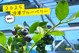 【訳あり】農薬不使用！2025そのまま冷凍ブルーベリー(700g+250g)