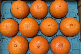 【冬ギフト】太陽と海のまどんな☆贈答用☆10〜15個☆ 【熨斗対応可】