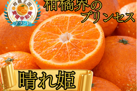 🍊柑橘界のロイヤルプリンセス🍊みかんの甘み×オレンジの気品が極まる『はれひめ』崖の頂上でそだった最高傑作🍊お試キャンペーン約1kg