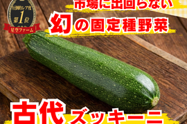 【五感を揺さぶる古代野菜】厚切りステーキで味わう『古代ズッキーニ』じゅわっと溢れる濃密な旨味🥒☆古代種ブランド野菜【農薬不使用】【化学肥料不使用】【品種改良なしの固定種野菜】🥒6月上旬予約🥒