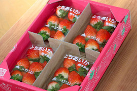 (12P)【いちご・とちあいか】甘い新品種いちご★大入り(１２パック)「とちあいか」栃木県産いちご