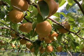 大和高原の梨　幸水5ｋｇ