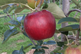 極早生品種のリンゴ！シナノレッド（１３～１６個）【ご家庭用】