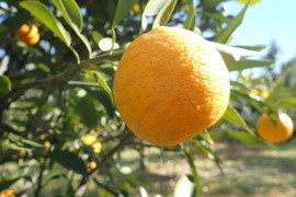 もぎたて じゃばら 約1.5㎏